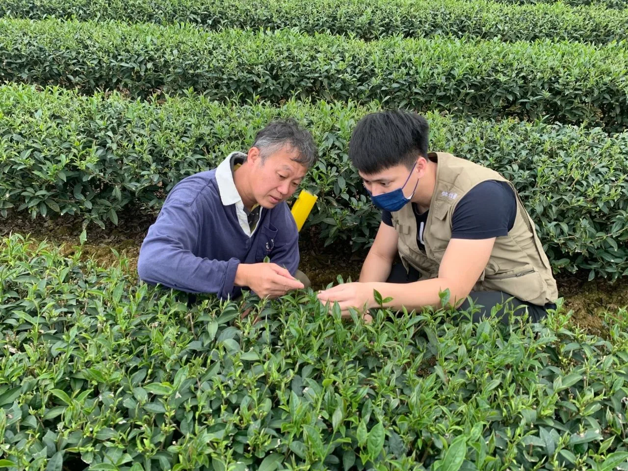 儲備植物醫師輔導農民植物栽培管理。農業部防檢署提供