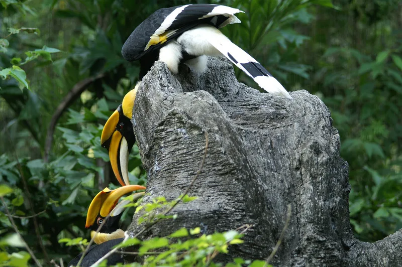 雌性雙角犀鳥「白目」因嚴重體腔發炎不治死亡,動物園將密切關注牠的雄性伴侶「紅目」的健康狀況。圖為「紅目」、「白目」彼此互動良好,會互相餵食。中央社