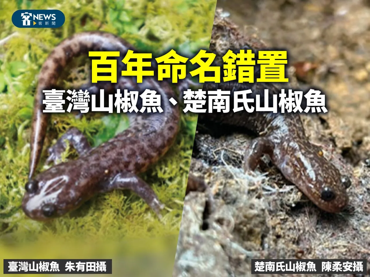 百年命名錯置── 臺灣山椒魚、楚南氏山椒魚