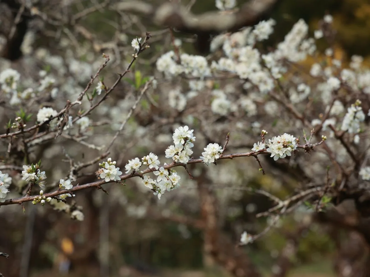 年初一習俗傳說​：放鞭炮、吃早齋、拜天公、走春拜年