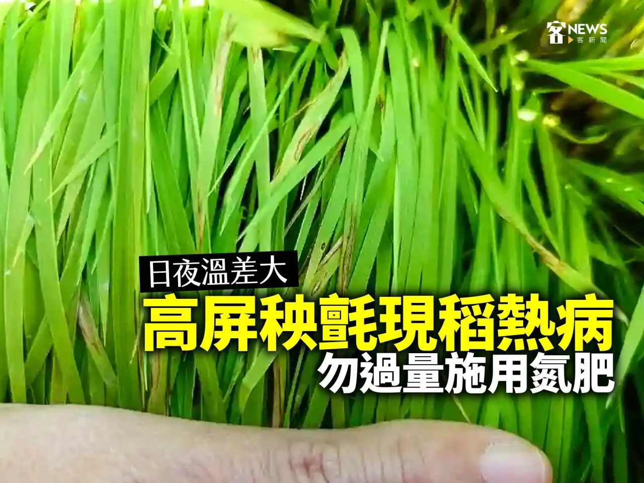 日夜溫差大／高屏秧氈現稻熱病　勿過量施用氮肥
