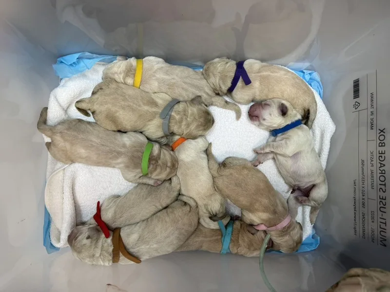 惠光導盲犬學校1日喜迎新生命到來,單胎10隻拉布拉多幼犬誕生,但這次狗寶寶數量超過預期,亟需招募寄養家庭。惠光導盲犬學校提供