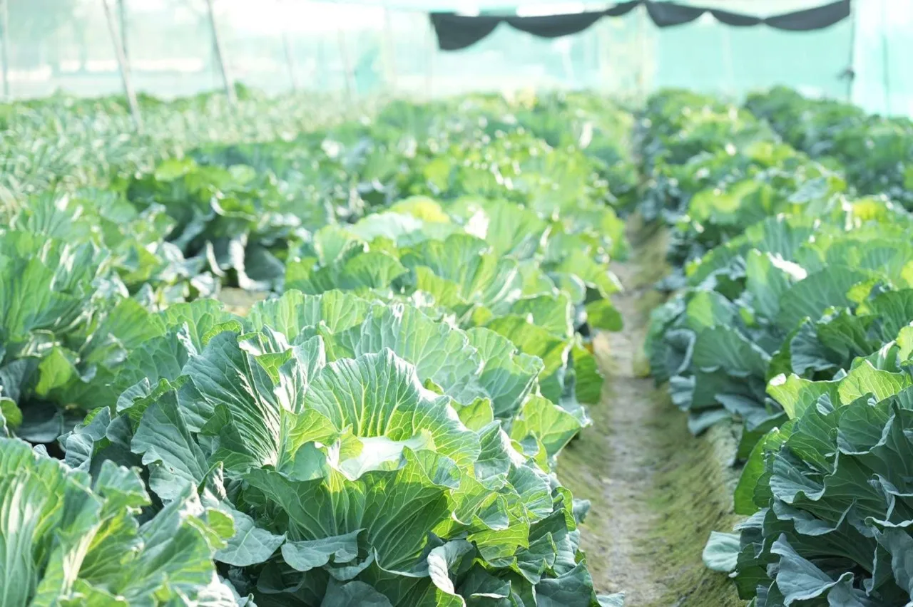 農糧署表示,高麗菜價格預計3月中旬會恢復常態。雲林縣政府提供