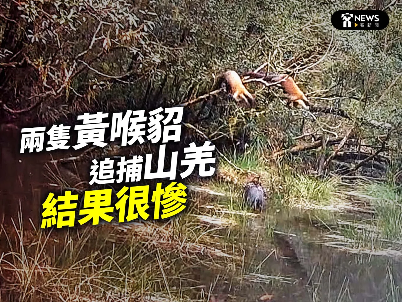 兩隻黃喉貂追捕山羌　結果很慘（影）