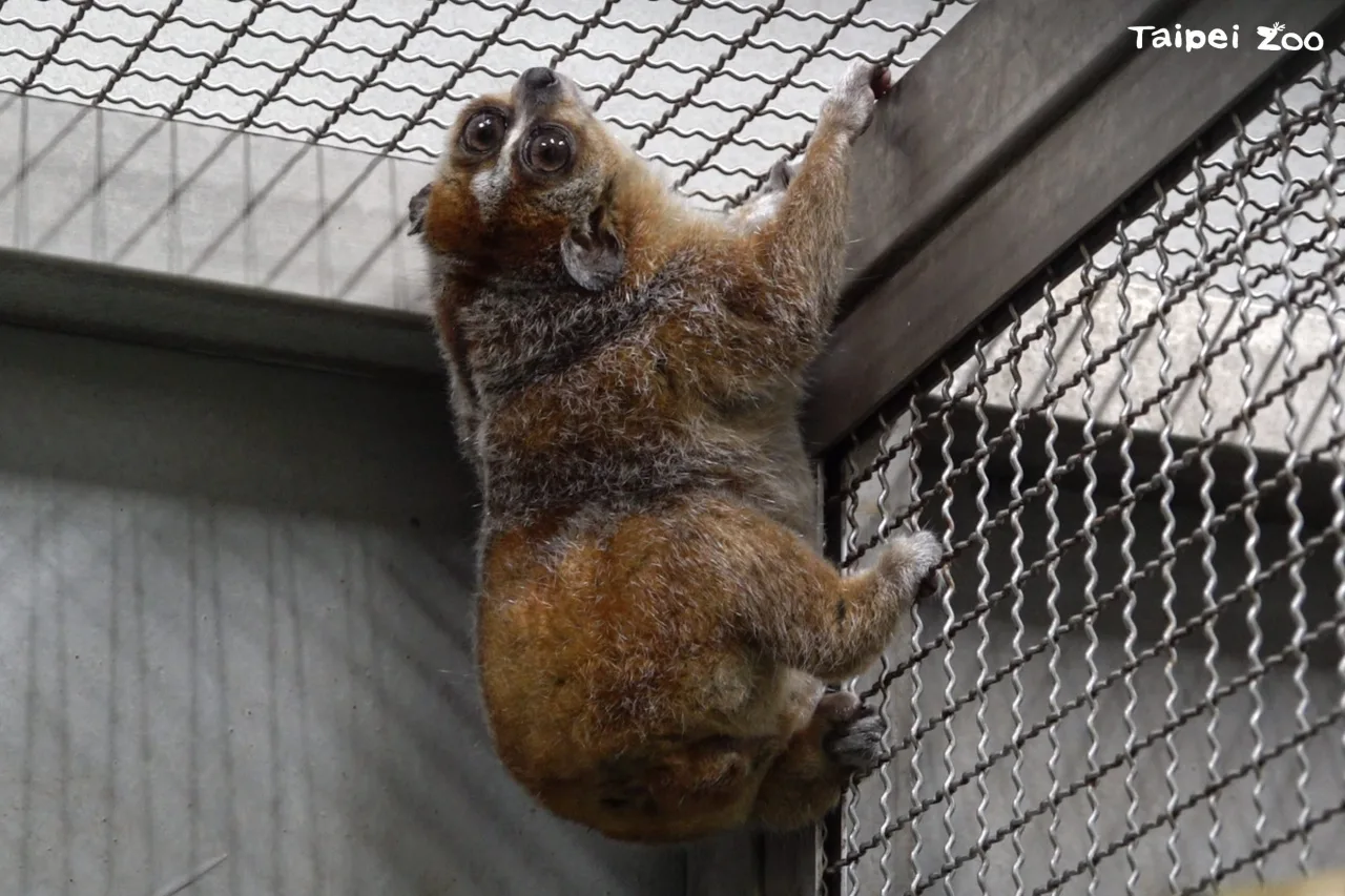 瀕危小懶猴「Chö」。北市立動物園提供