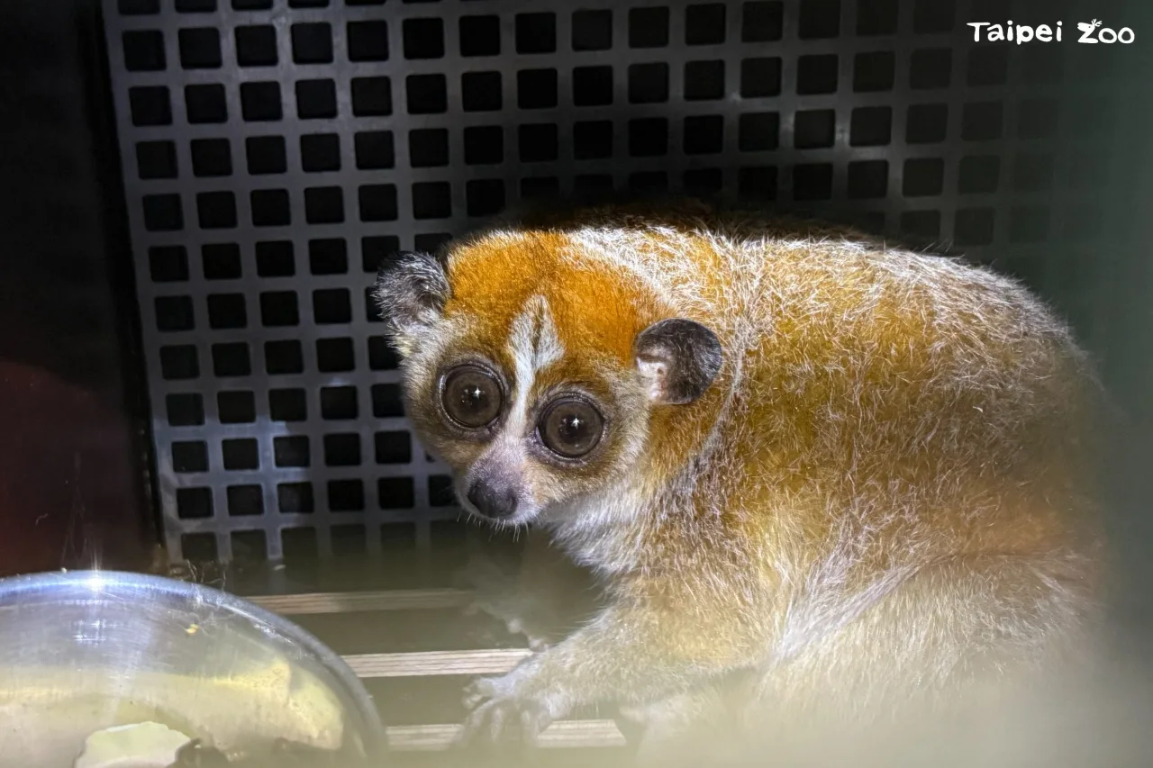 瀕危小懶猴「Chö」。北市立動物園提供