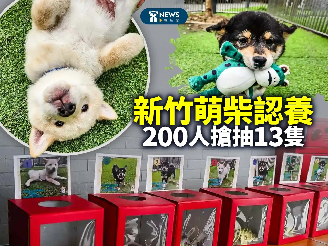 新竹萌柴認養　200人搶抽13隻