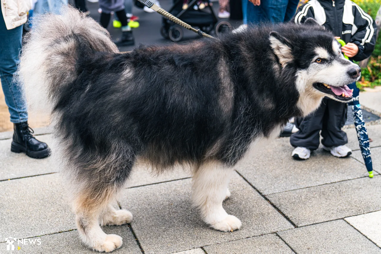 最古老的狗狗DNA透露　人與狗相伴可溯1萬6千年
