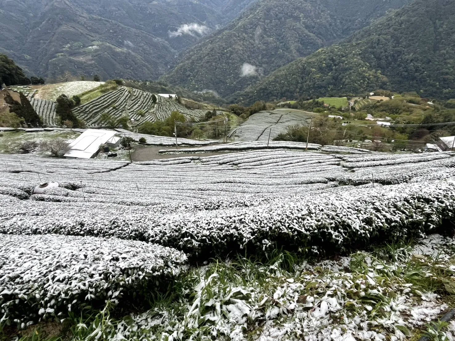 海拔高度1300公尺新竹縣五峰鄉雲山部落,今天一早降雪。圖/新竹山難協會理事長鍾進亮提供