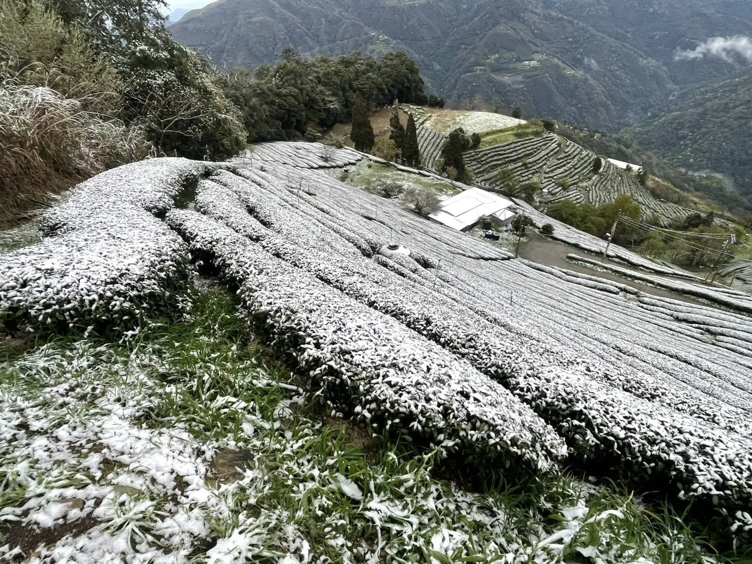 新竹縣五峰鄉雲山部落今天一早降雪。圖/新竹山難協會理事長鍾進亮提供