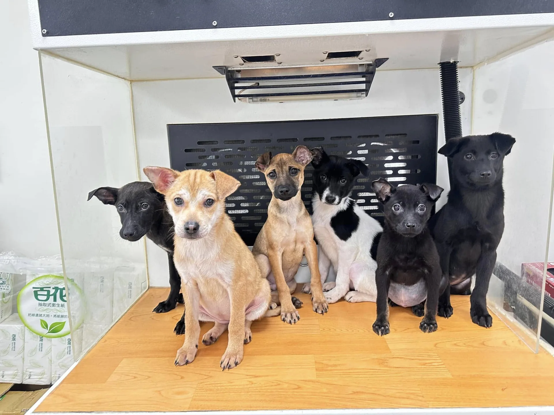 苗栗縣動物保護防疫所出招，透過適當的訓練，讓收容犬能夠成為果園工作犬。苗栗縣動物保護防疫所提供