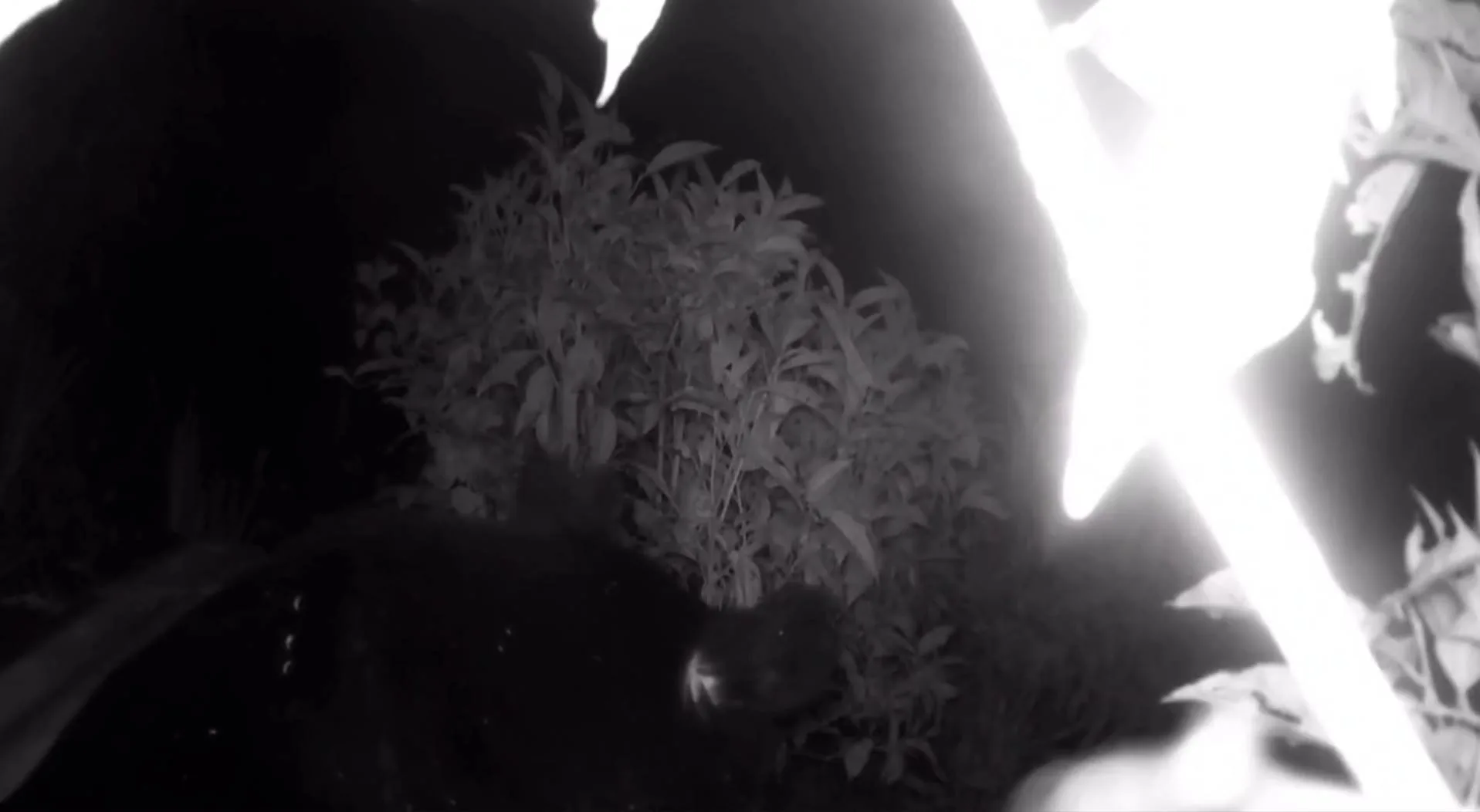 通報人自家監視設備拍攝到，黑熊入侵茶園蜂箱大啖蜂蜜。林業保育署屏東分署提供