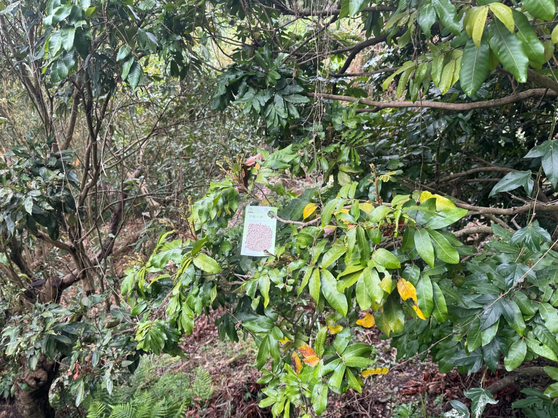 觀旅局提醒，登山遊客不要擾動或破壞附著在步道果樹旁的平腹小蜂卵卡。台中市觀旅局提供