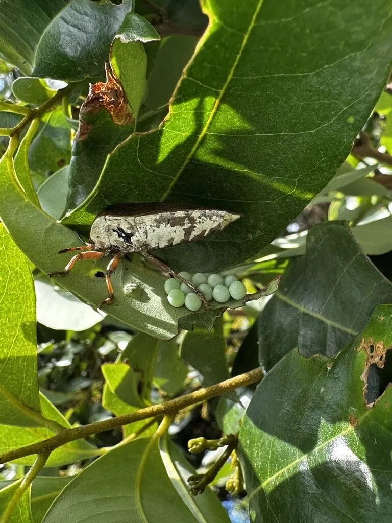 荔枝椿象蟲卵的天敵「平腹小蜂」，以生物友善環境的方式防治。高雄市農業局提供