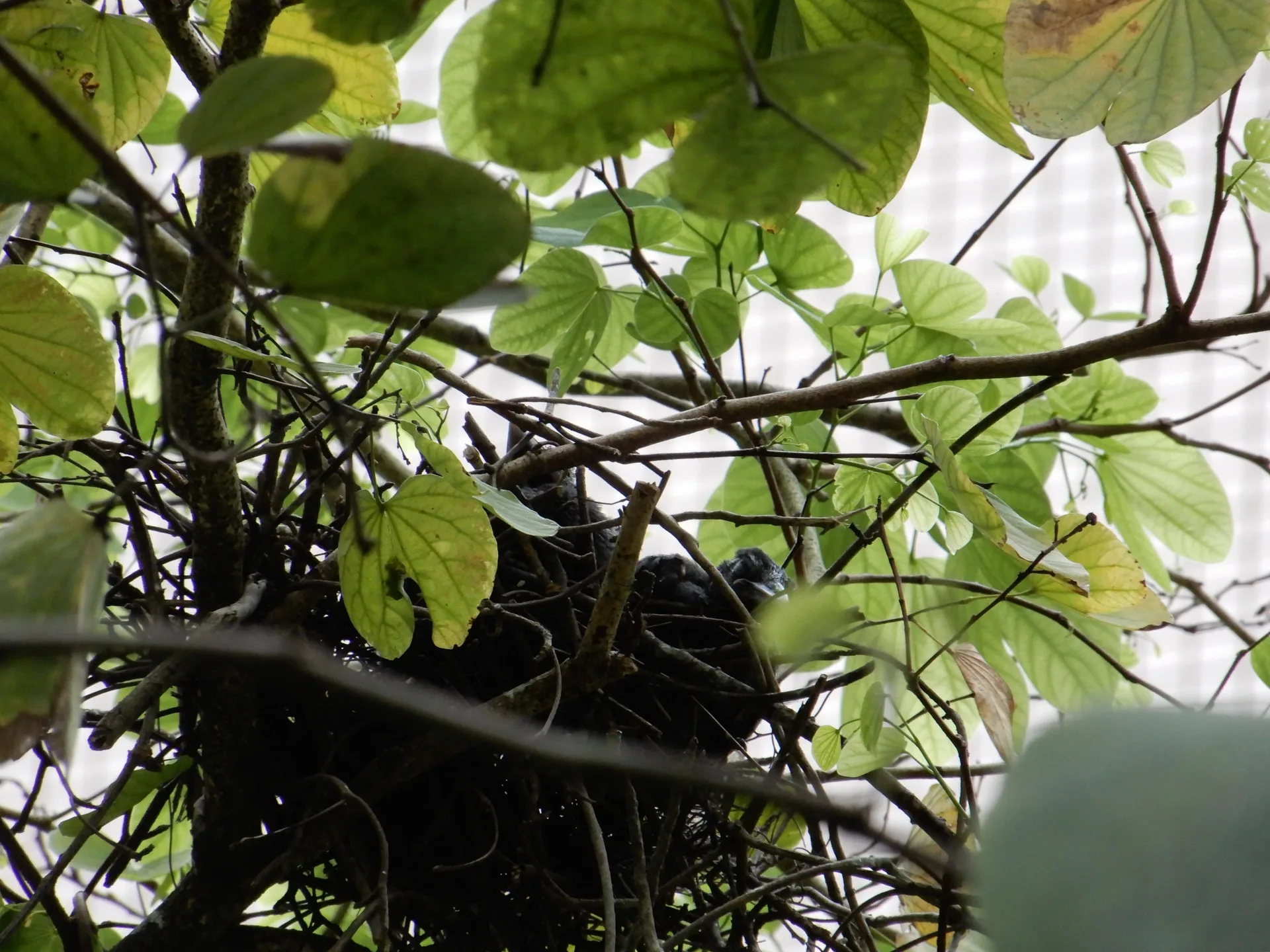 臺灣藍鵲雛鳥及鳥巢。臺北市動物保護處提供