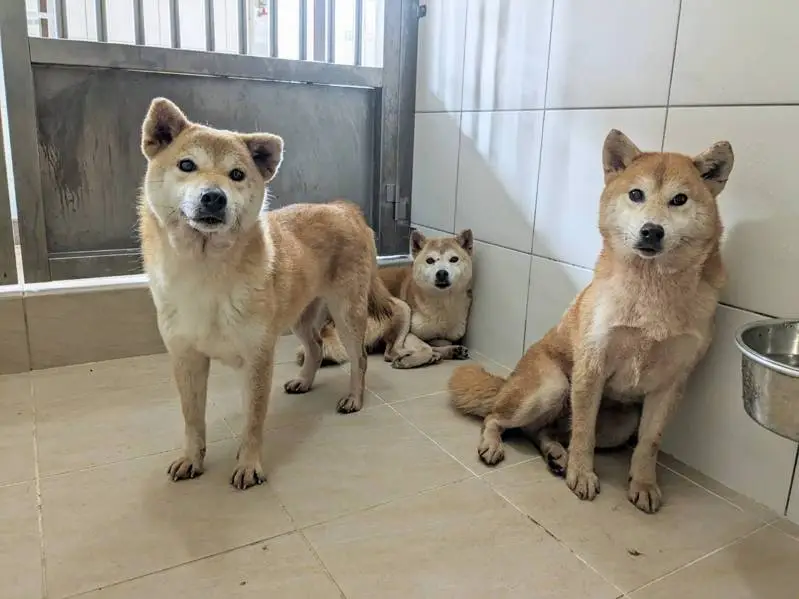 新竹出現多隻柴犬遭遺棄。新竹動保所提供