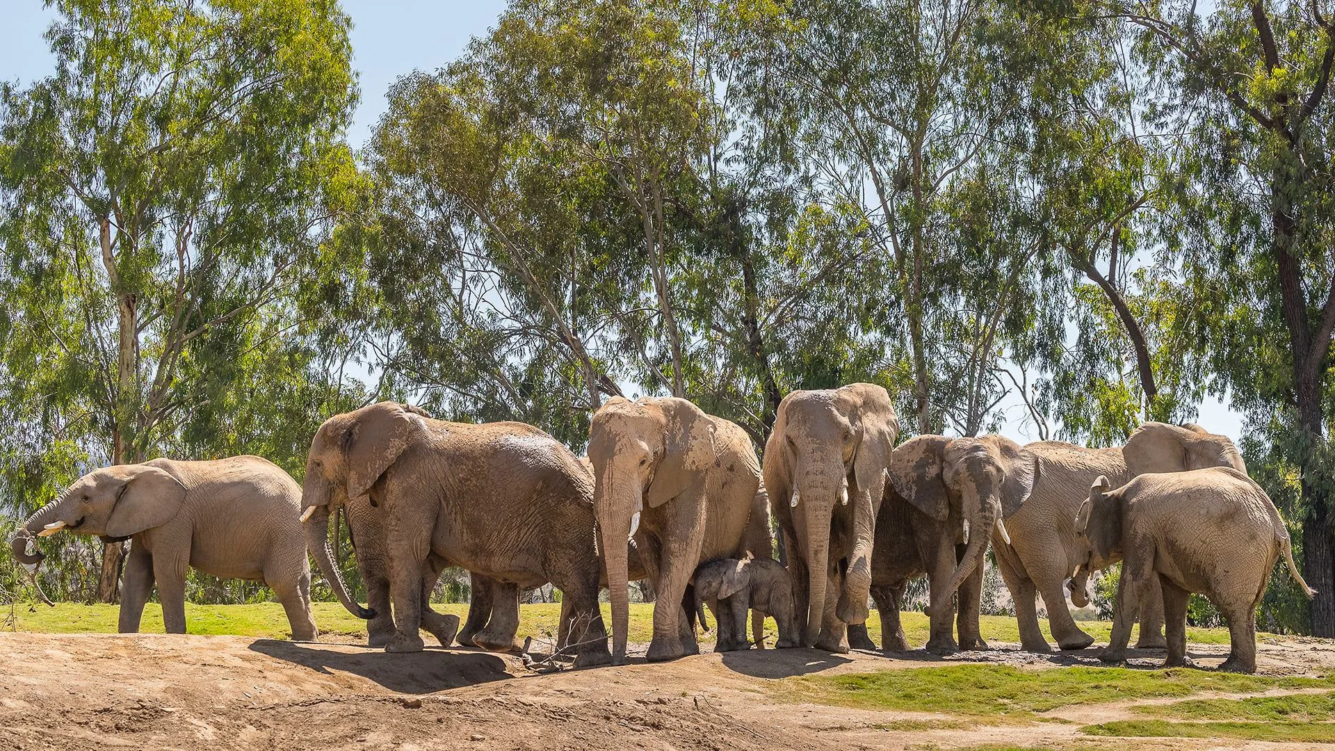 聖地牙哥野生動物園的大象。翻攝自San Diego Zoo Safari Park臉書粉絲專頁（資料照）