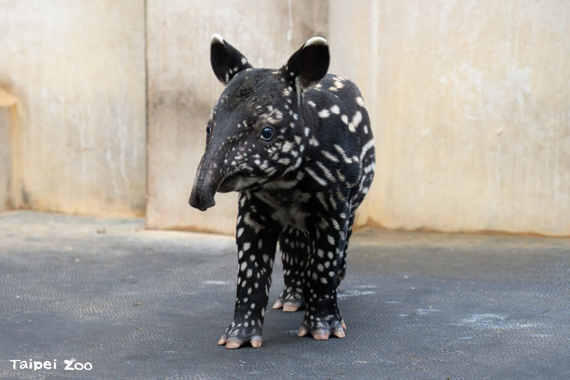 滿月的「莉姆路」。北市動物園提供