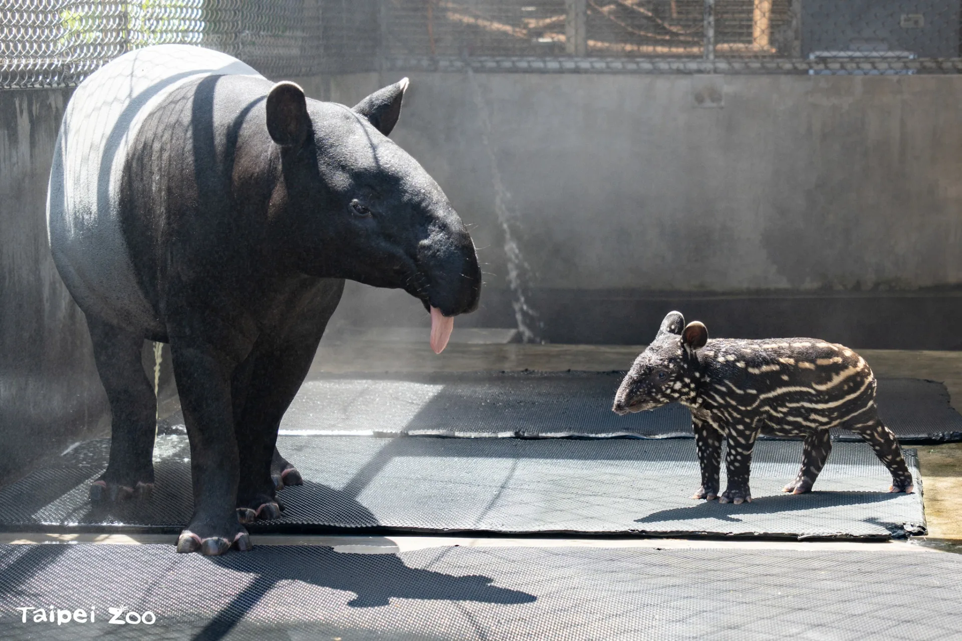 滿月時的「莉姆路」喜歡每天緊緊黏著媽媽「貘莉」。北市動物園提供