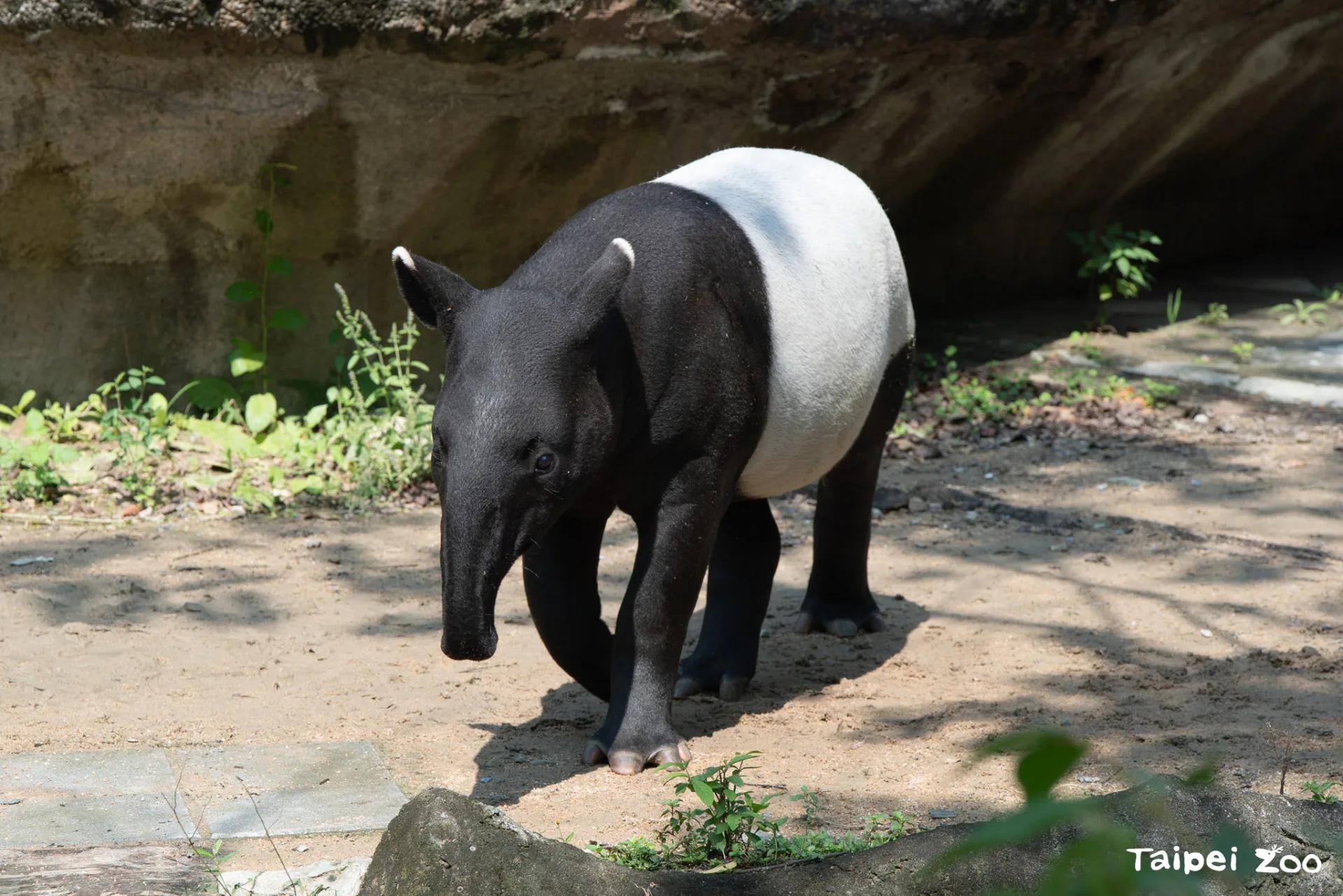 9個月大的馬來貘「莉姆路」頭好壯壯,現在約180公斤。北市動物園提供