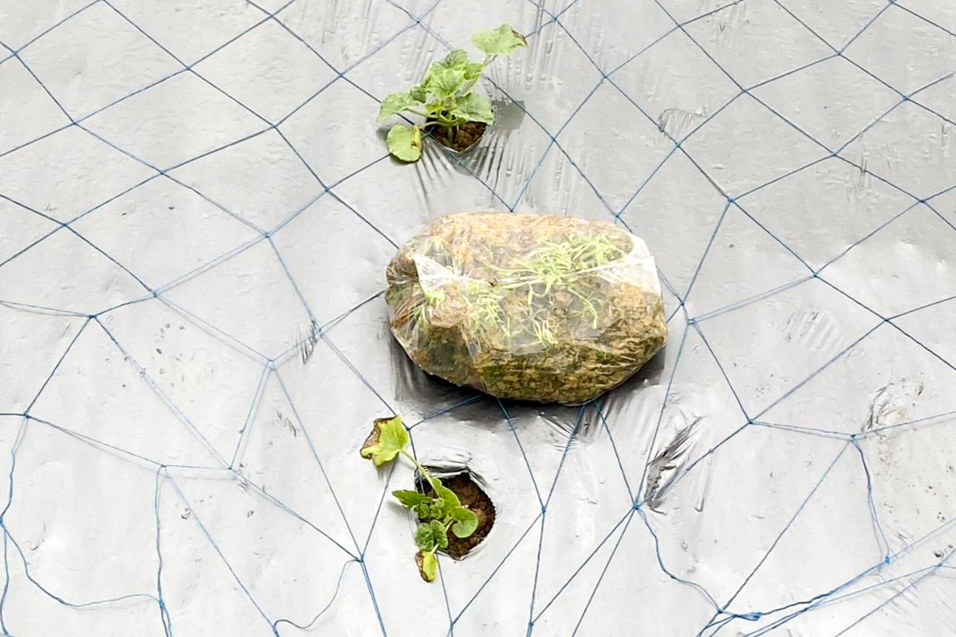 新竹縣新豐鄉、湖口鄉種植的洋香瓜遭受到3月中旬的寒害而乾枯。新竹縣政府提供