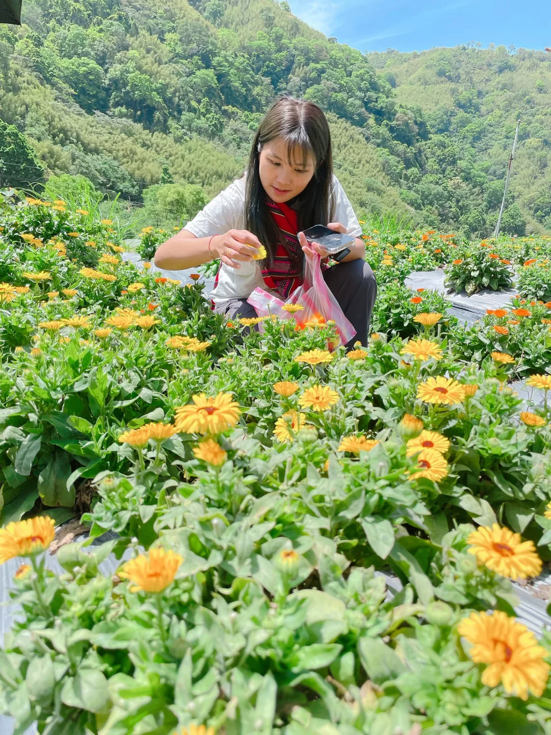 尖石那羅休閒農業區正值金盞花盛開。翻攝自竹縣休閒農遊好好玩 臉書粉絲專頁