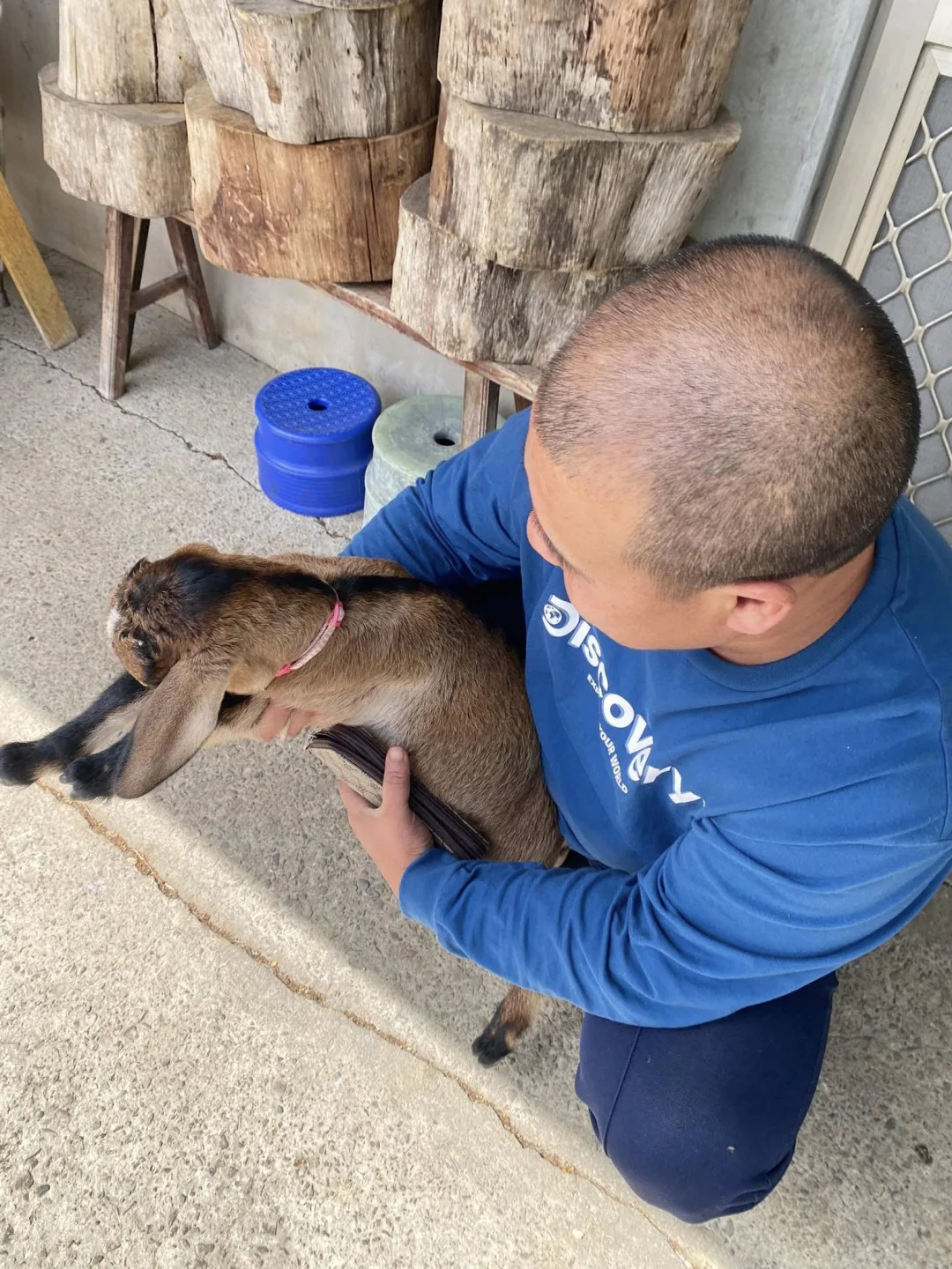 飼主提供飼養寵物羊隻佐證照片，辦理領回手續。苗栗縣動物保護防疫所提供