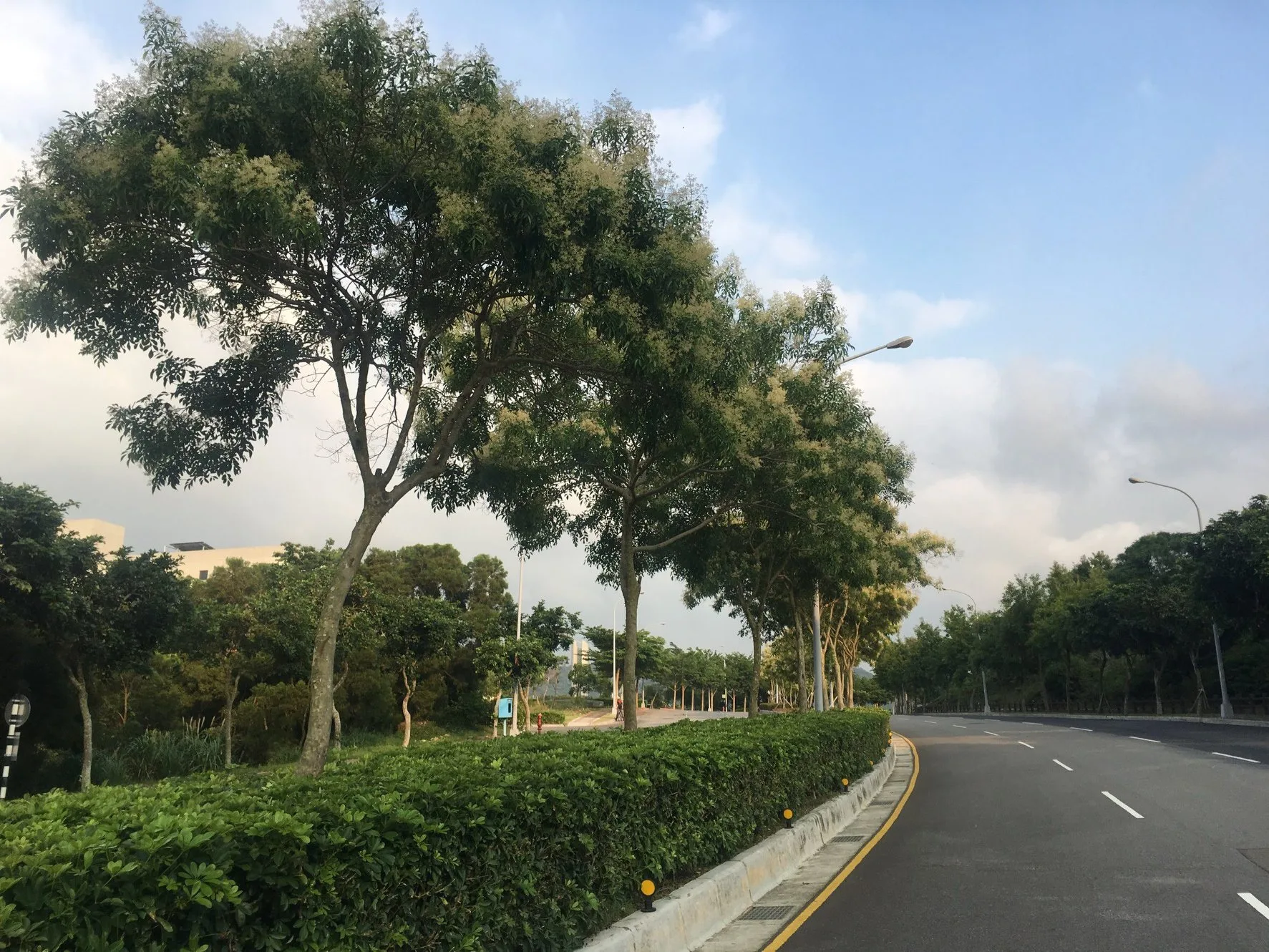 光臘樹是獨角仙食物來源，6月將是獨角仙繁殖季。翻攝自 竹科大小事臉書