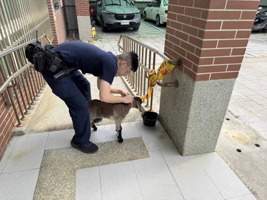 走失小羊跳上車，警民協助找飼主。苗栗縣警察局提供