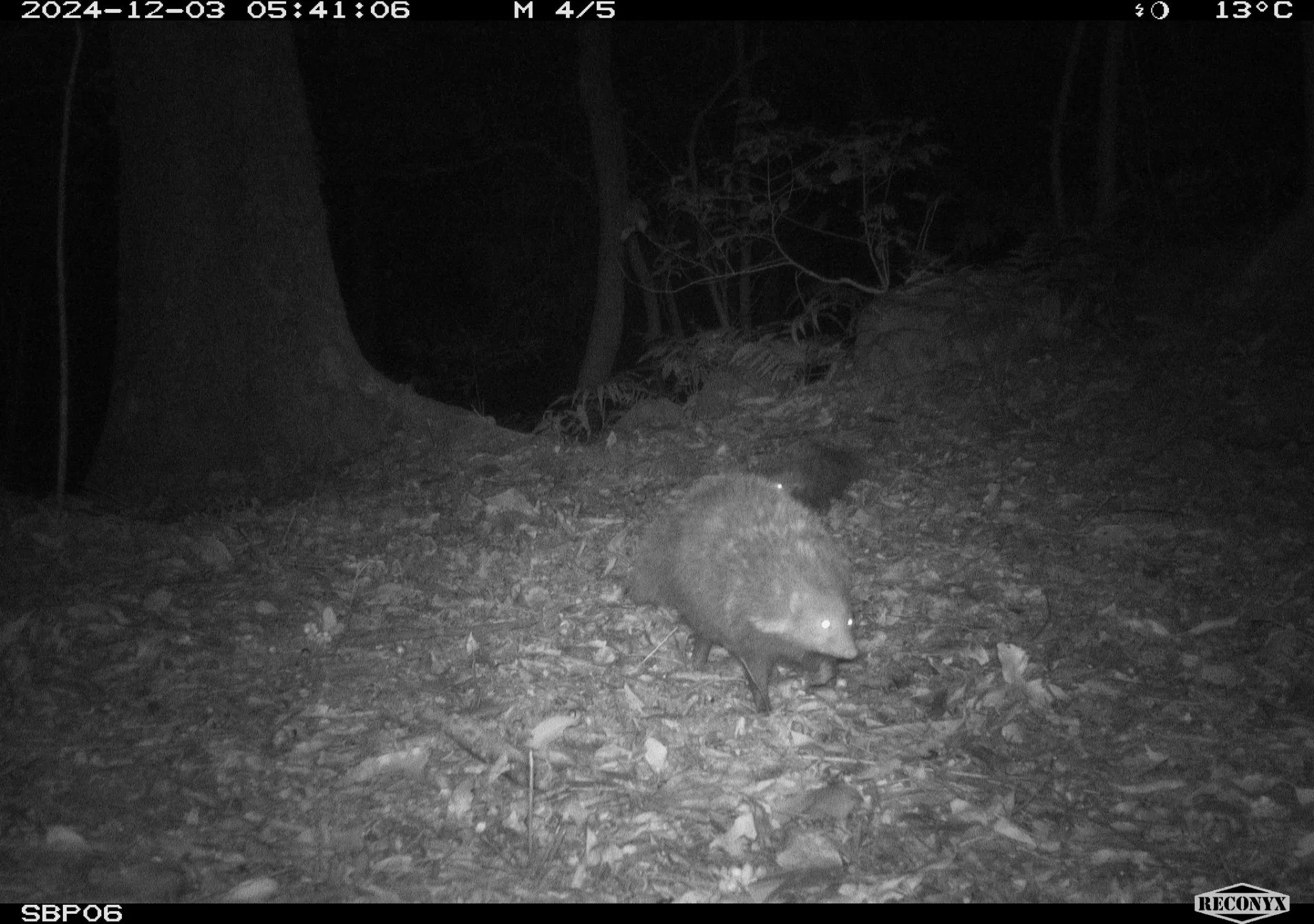 自動相機拍攝到黃喉貂、食蟹獴等多種保育類野生動物。林業保育署新竹分署提供