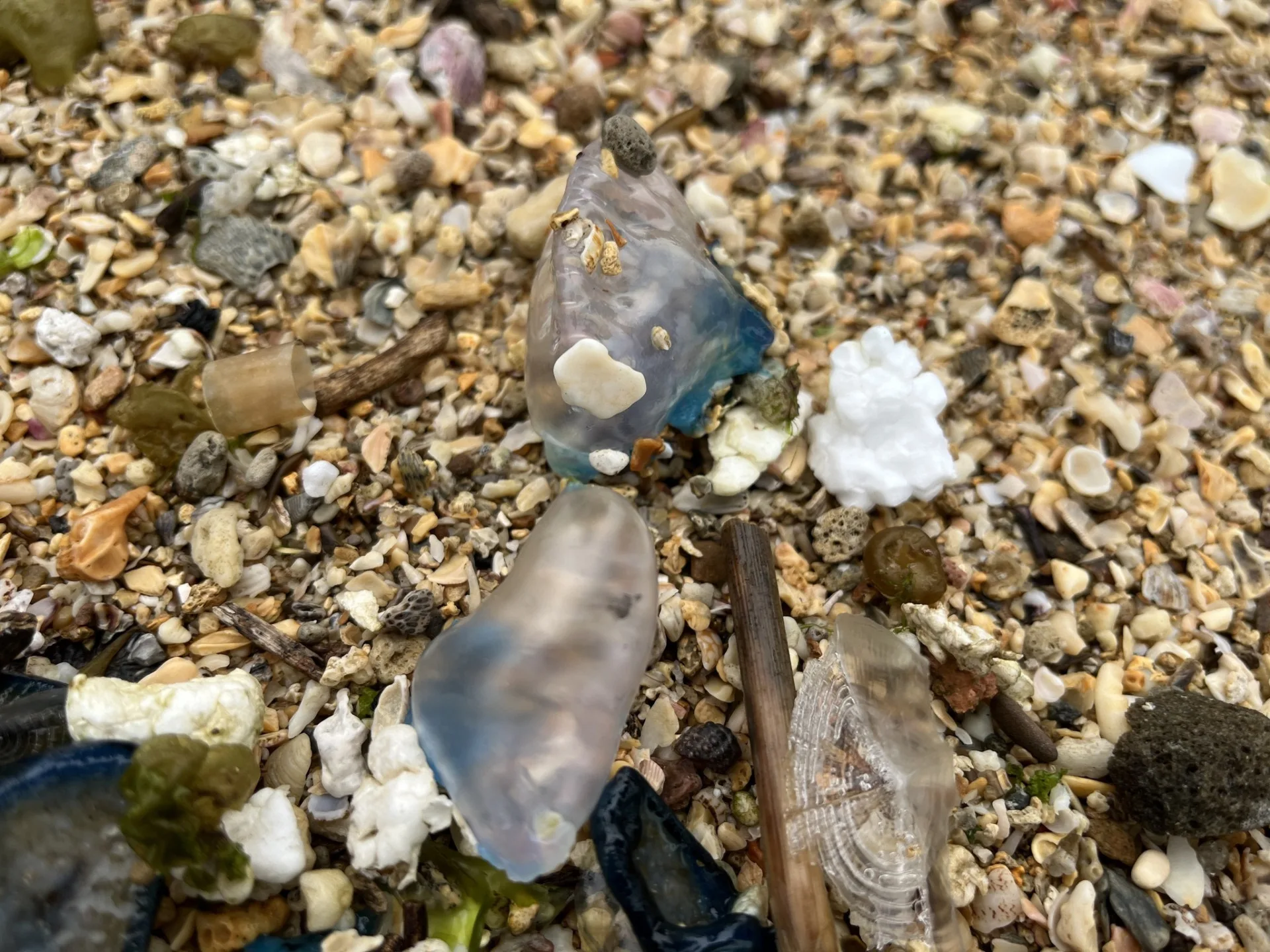 北觀處最近發現北海岸潮間帶與沙灘,出現劇毒的僧帽水母。北觀處提供