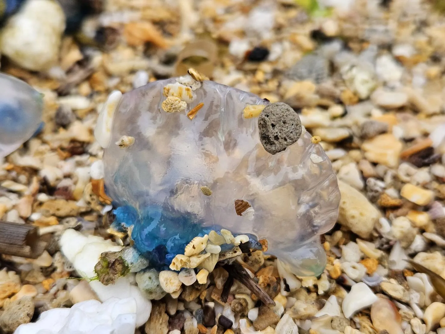 北觀處最近發現北海岸潮間帶與沙灘,出現劇毒的僧帽水母。北觀處提供