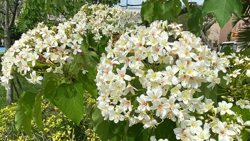 2025新北市客家桐花祭19日起正式開跑,土城區公所前公園的桐花也正值盛開,美景吸睛。中央社