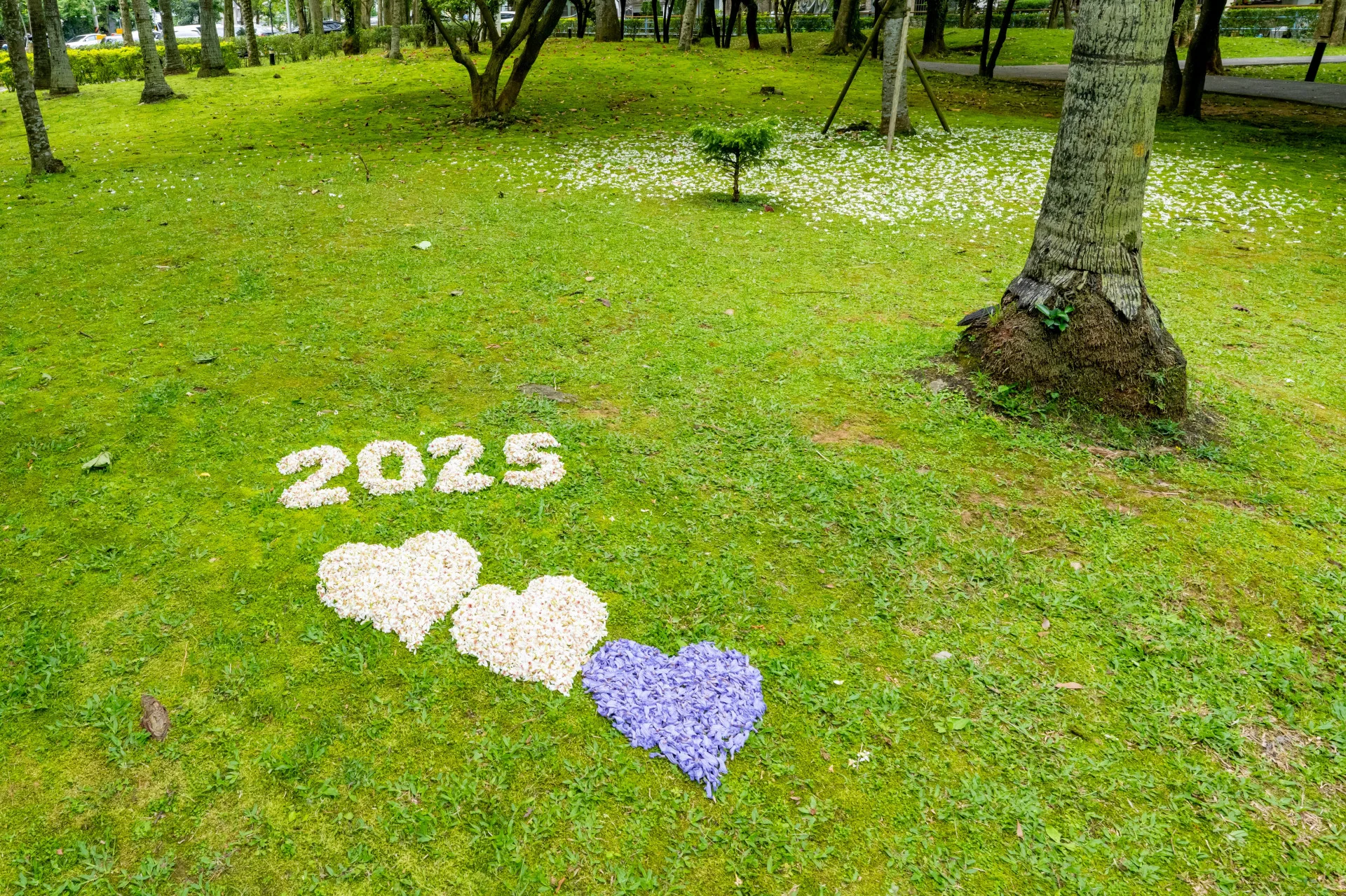 「2025桃園桐花節」五大賞桐區域橫跨龍潭、大溪、楊梅、龜山及蘆竹,市府精心規劃7條賞花路線。