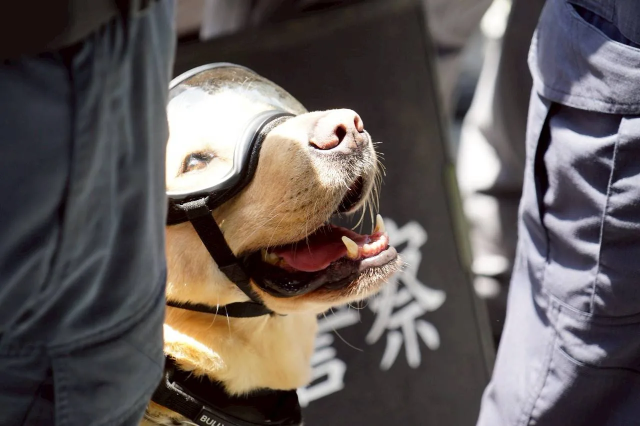 現場出動偵爆犬、輪式裝甲車等,這也是台北大巨蛋首度進行大規模反恐及爆炸演練。台北市政府提供