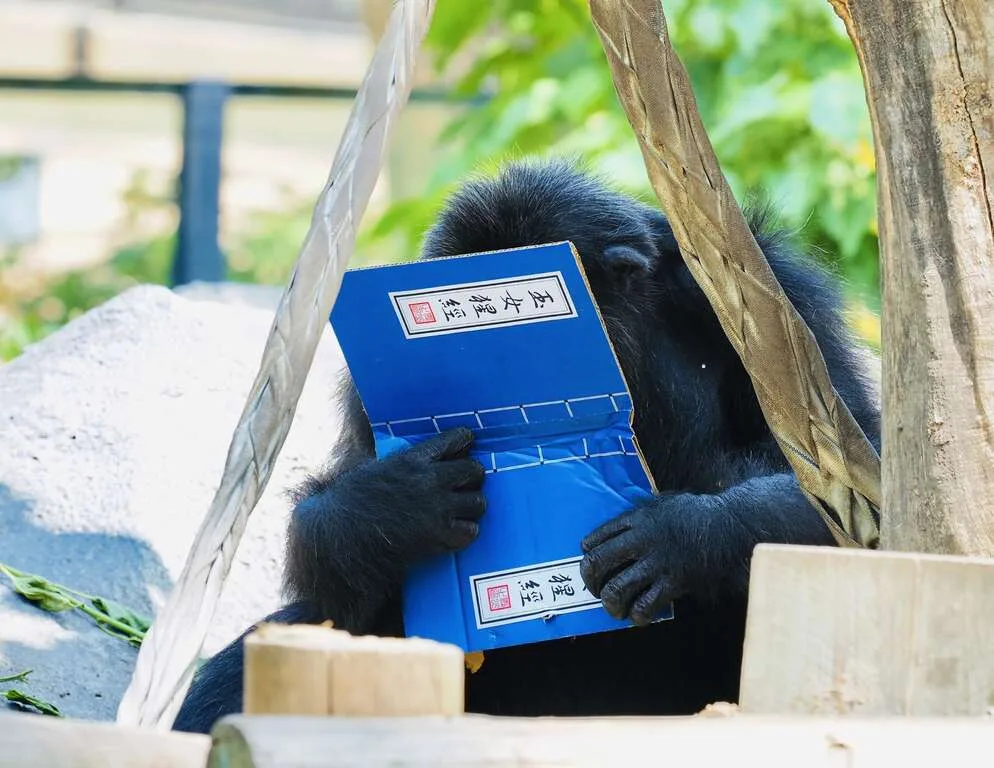 黑猩猩埋頭享用書中葵瓜子、鳳梨乾、葡萄乾。壽山動物園提供
