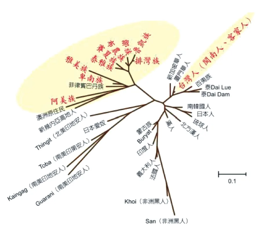 台灣族群血緣關係圖。翻攝林媽利教授原著