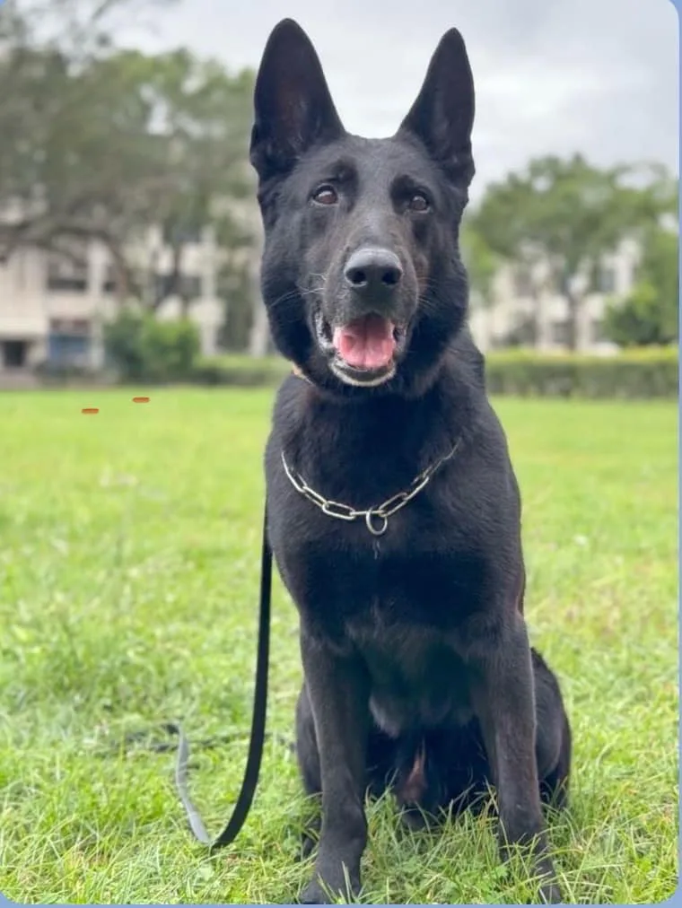 花蓮港偵搜犬鐵諾,值勤時冷靜沉著。海巡署東部分署提供