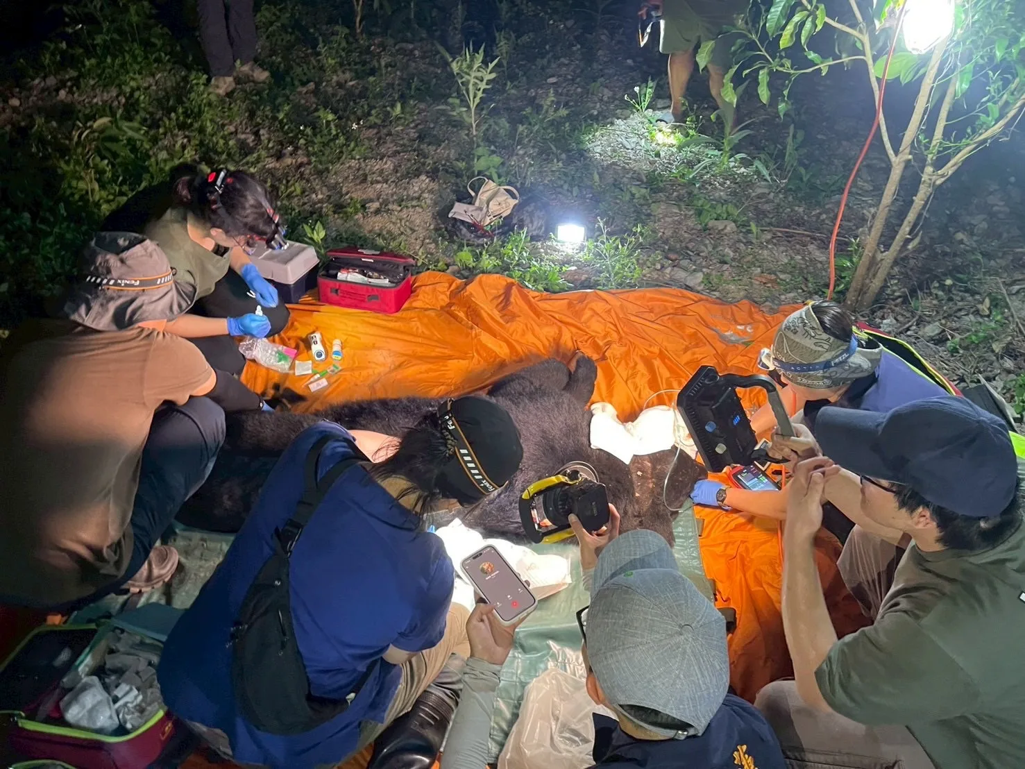 卓溪黑熊遭槍擊,緊急送醫仍不幸身亡。林保署提供