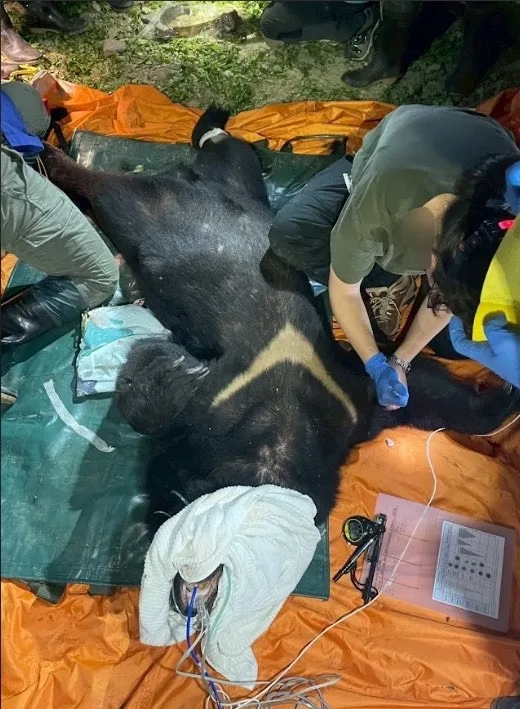 卓溪黑熊遭巡守隊隊員槍擊身亡。林保署提供