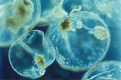 由 Maria Antónia Sampayo, Instituto de Oceanografia, Faculdade Ciências da Universidade de Lisboa - http://planktonnet.awi.de (provided under a Creative Commons Attribution 3.0 License), CC BY 3.0, https://commons.wikimedia.org/w/index.php?curid=4611082