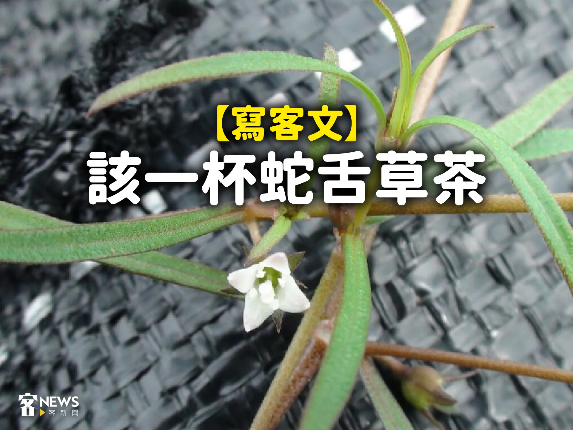 【寫客文】該一杯蛇舌草茶