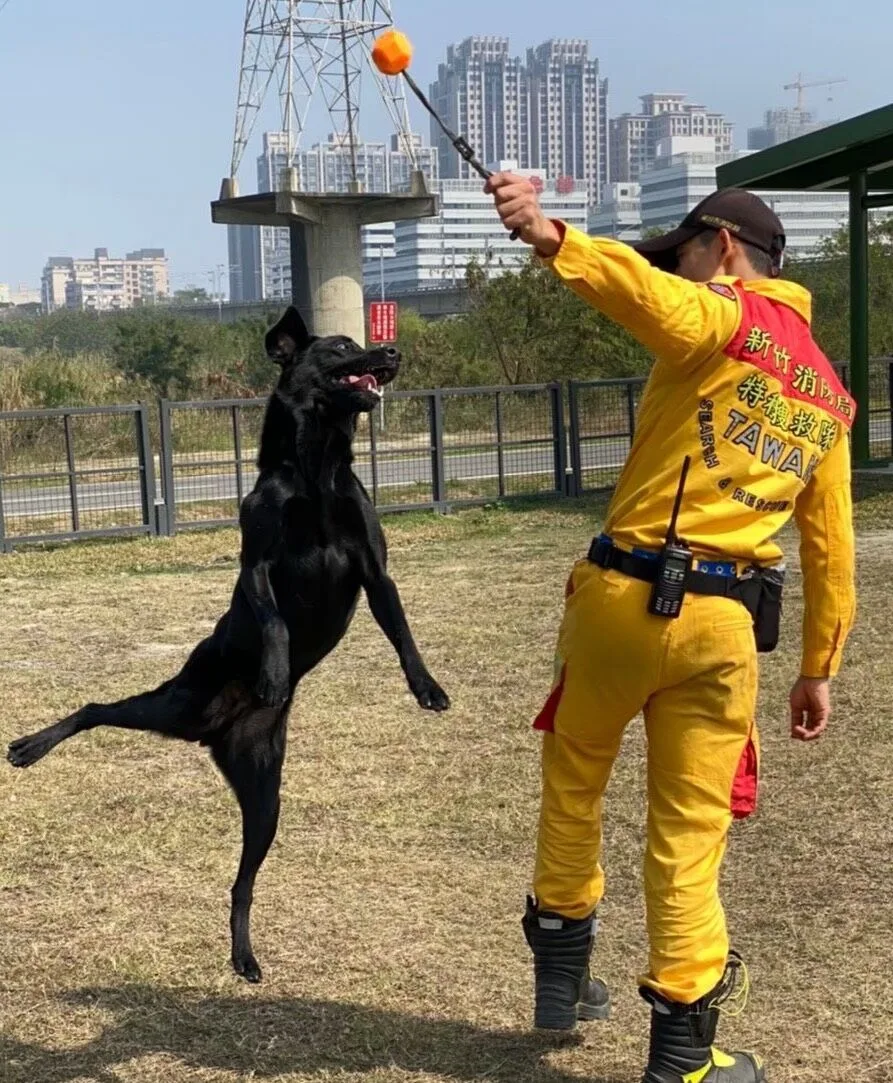 竹市的搜救犬們持續接受專業養成訓練,是特種搜救行動中不可或缺的戰力。新竹市政府提供