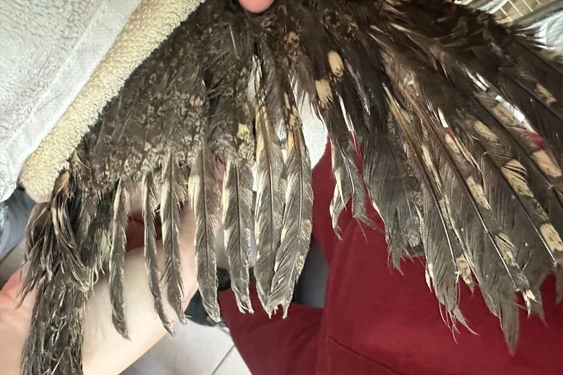 桃園市野鳥學會附設非營利野生動物診所獸醫師郭昱德指出,相較於傳統黏鼠板,這種防鳥塗料更難處理,其黏稠且流動的特性,使得塗料易滲入羽毛內層,清洗難度大增。桃園市野鳥學會提供