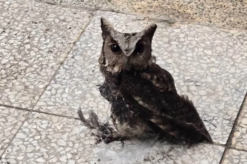 社團法人桃園市野鳥學會附設非營利野生動物診所指出,有幼兒園為防止鳥類停棲,請廠商在屋頂塗上黏性更勝黏鼠板的新型防鳥塗料,沒想到隔天卻發現1隻身上沾滿塗料、無法飛行的領角鴞。桃園市野鳥學會提供