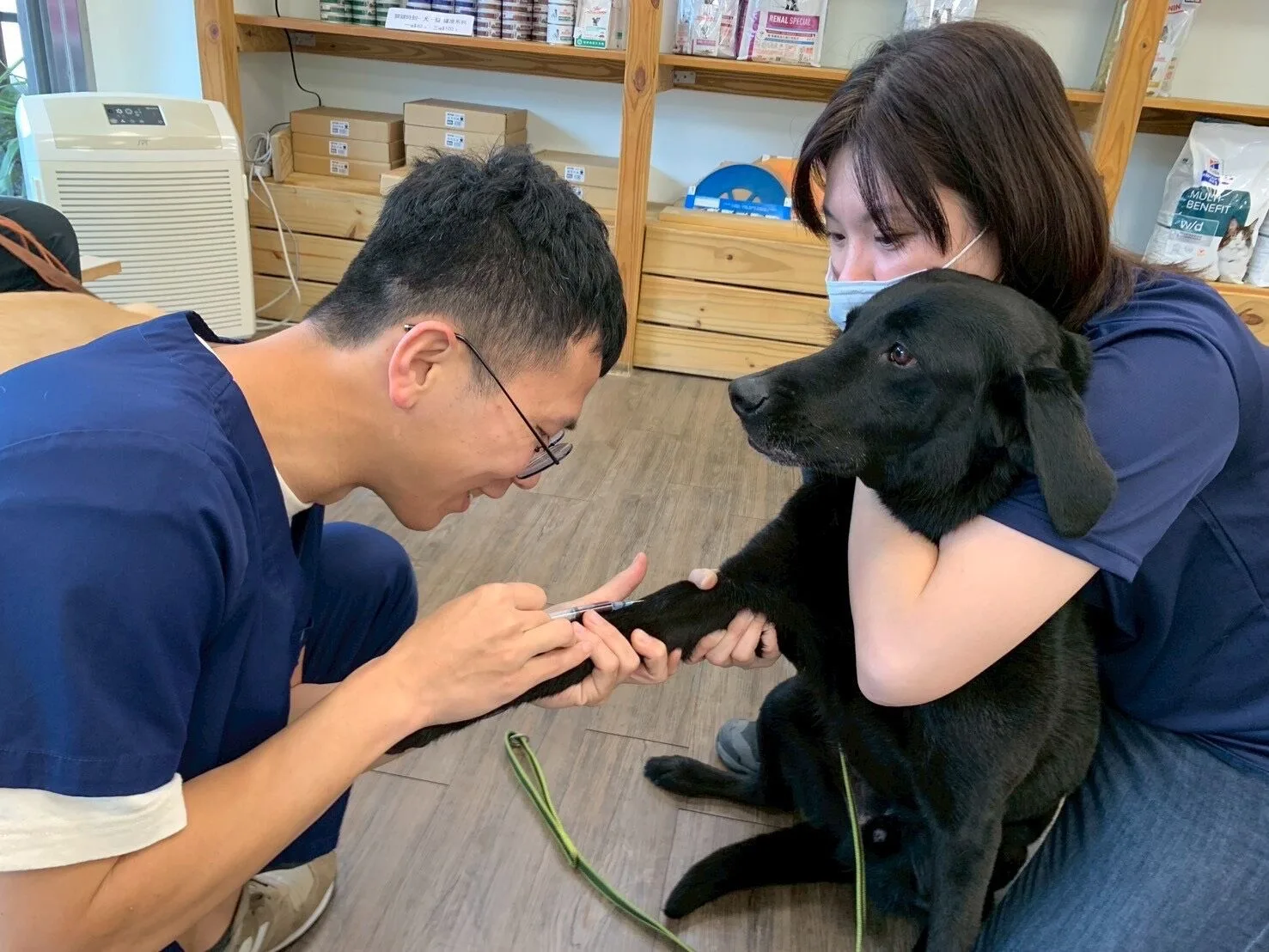 搜救犬接受健康檢查,訓練再辛苦,也要有健康的身體作為後盾。新竹市政府提供