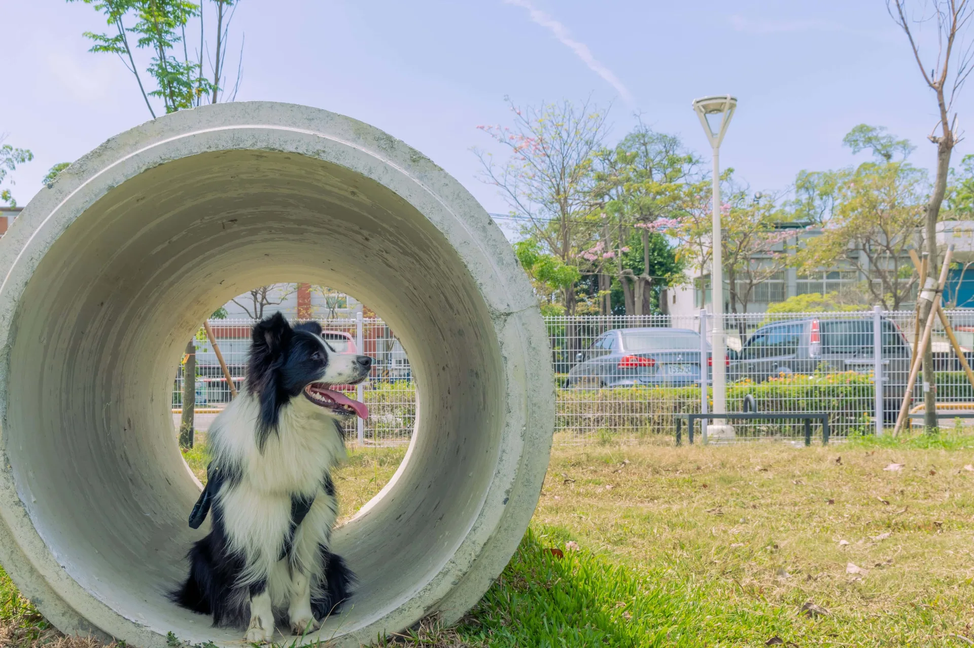 新設的寵物活動區依犬隻體型分為大小犬活動空間。高雄市工務局公園處提供