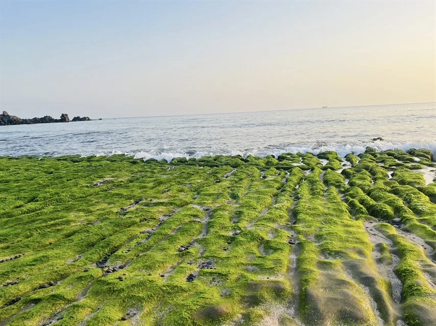 北海岸石門老梅海岸每年2月到5月,由海蝕溝槽和披附其上的石蓴共同構成的老梅綠石槽。北觀處提供