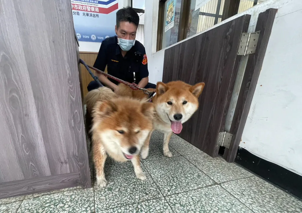 台中2柴犬偷遛外出跳上大學生機車。警方提供