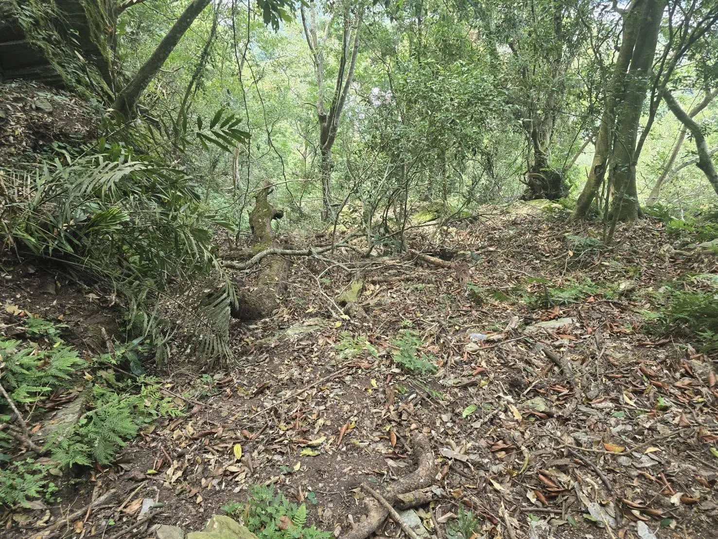 拾獲頸圈處。林保署花蓮分署提供